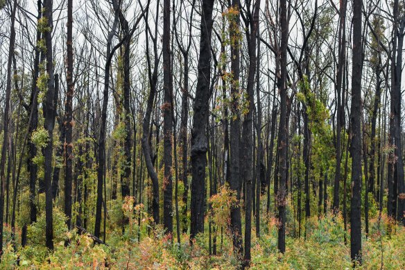 Green growth returning to forests in East Gippsland in late 2021 after the Black Summer fires. 