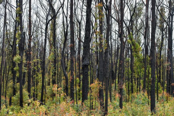 Green growth returning to forests in East Gippsland in late 2021 after the Black Summer fires.