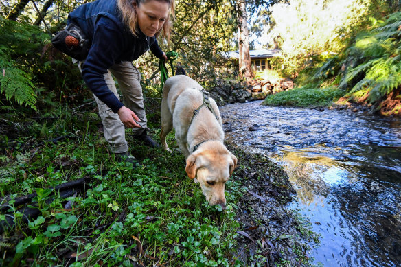 Moss, a young Labrador retriever and the first approved member of a new Zoos Victoria Detection Dog Squad. He's pictured with trainer Naomi Hodgens. 