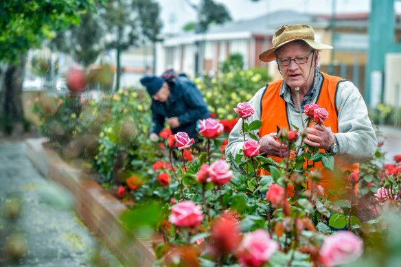 Everything's coming up roses: Carl Ellefsen (front) and Ian Spriggs moved to Morwell for its sprawling rose garden.