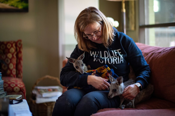 Wildlife Victoria CEO and rescuer Lisa Palma, at her home shelter with orphaned joeys Paddy and Harriet, warns even common animals like koalas and tawny frogmouths are disappearing.