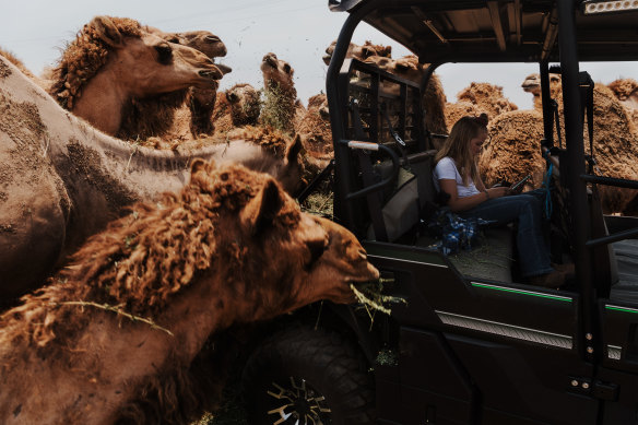 Finalist in the Australian Life photography prize: farmer Michelle Phillips’ daughter Gabriella ignores the mass of feeding camels to quietly tap away on her phone.