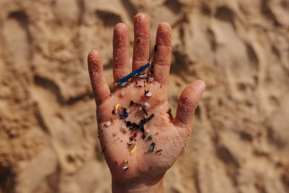 Dr Natasha Franklin shows the microplastics covering her hand after doing a count at Manly Cove.