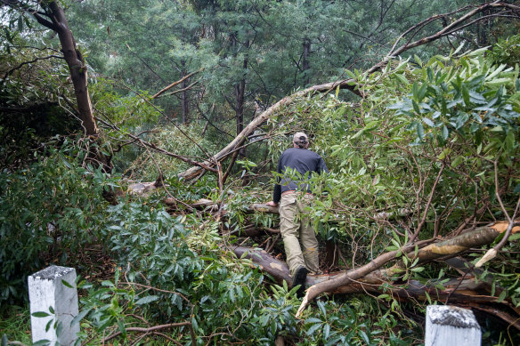 At least one person was trapped when the tree came down after a night of heavy rain.