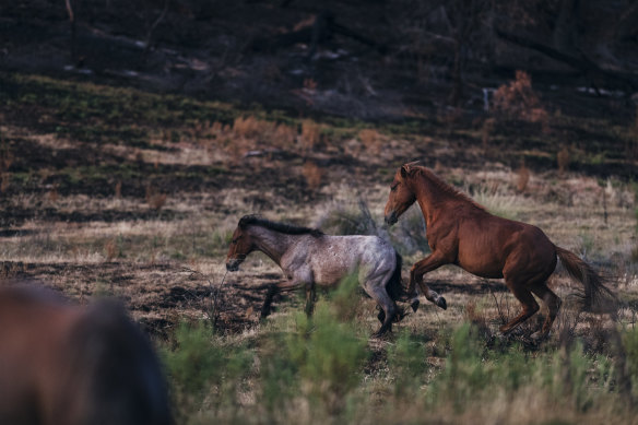 The number of brumbies has soared.