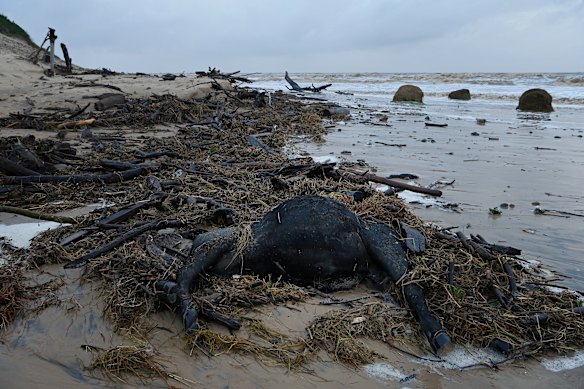 Dead cows have washed up on Old Bar Beach.