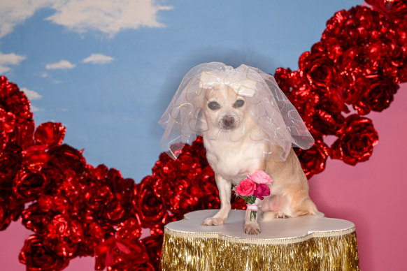 Honey the Chihuahua looked fetching at the Altar Electric wedding chapel.