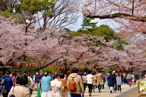 Ueno Park, Tokyo: a rail pass lets you detour and go where the weather or blooms are.