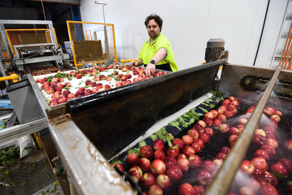 Goulburn Valley fruit farmer Tony Siciliano says this has been the toughest season of his 42-year-old life.