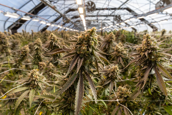 More than 1 million patients have accessed medicinal cannabis in Australia since 2016.