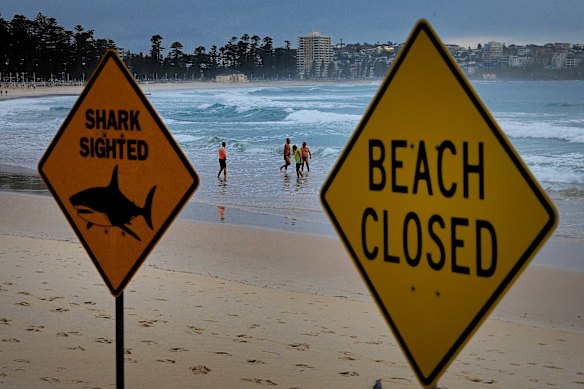 Swimmers in the water at Manly Beach, where signs alert to a shark sighting and that the beach is closed following Sunday’s shark attack. 