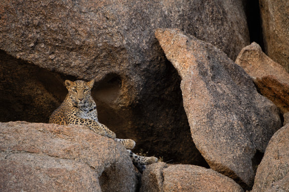 Rare terrain … leopard-watching tour.