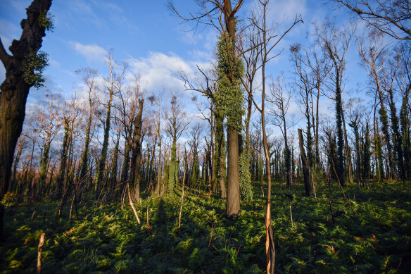 Forest regrowth at Wairewa six months after the east Gippsland fires.