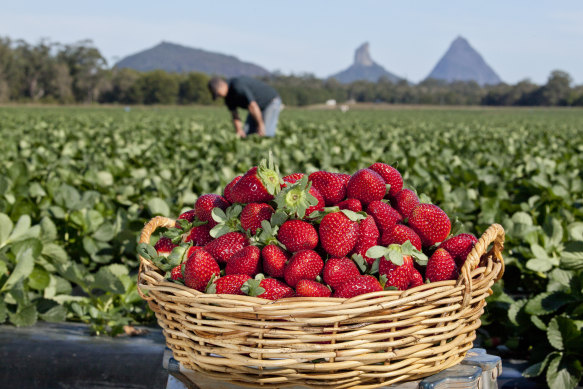 People are being urged to consider a job picking or packing strawberries in Queensland.