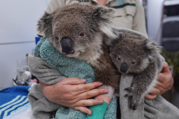 More than 4400 animal species were affected by the Victorian bushfires.