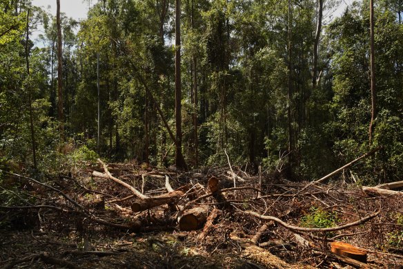 Forestry operations in the Lower Bucca State Forest, near Coffs Harbour.