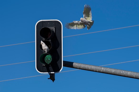 Corellas roosting in the traffic lights.