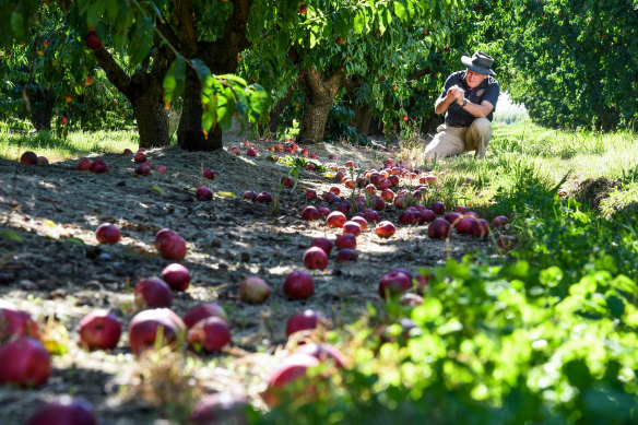 Fruit left on the ground due to a lack of workers becomes a ‘reservoir’ for fruit flies, which can then soil ripe fruit.