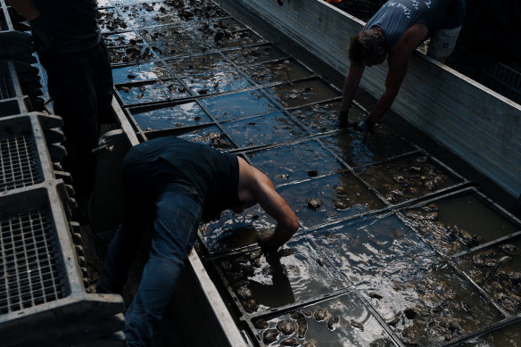 Oyster farmers have been battling years of floods that have affected supply, including Hawkesbury River Oyster Shed farmers Deb and Peter O’Sullivan who rushed to save their stocks in the March 2021 floods. 