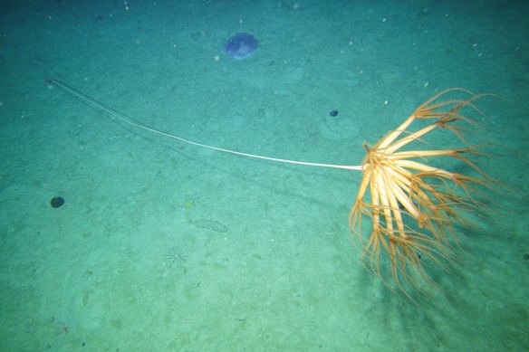 A soft coral in the Cook Glacier region.