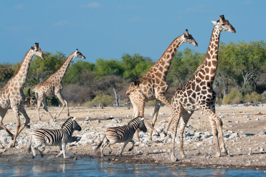 The plan paves the way for regulation of the international trade in giraffes.