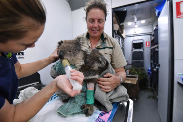 Ellen Richmond and Dr Meg Curnick of Zoos Victoria care for injured koalas Tippy and Jellybean in their mobile vet station.