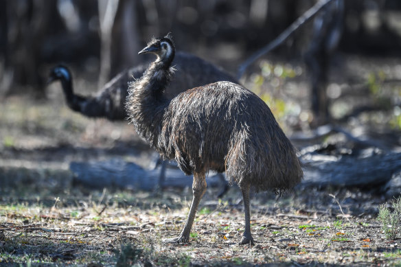 Emu once roamed Tasmania but are extinct there and some scientists would like to see them reintroduced as long-range seed dispersers.
