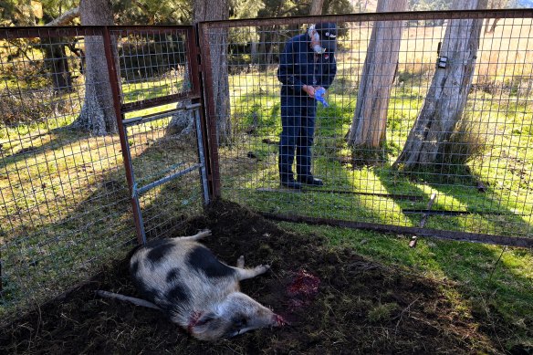 The feral pig despatched by Local Land Services to prevent spead of disease and damage to farms.