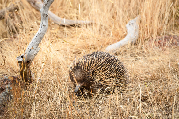 An echidna on the property.