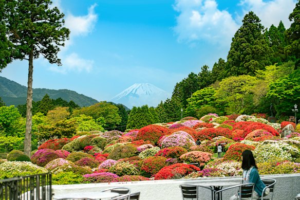 Odakyu Hotel de Yama’s azaleas in bloom, against a backdrop of Mount Fuji.
