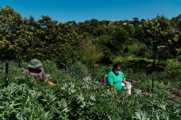 Green Connect Farm in Lake Heights, south of Wollongong. 