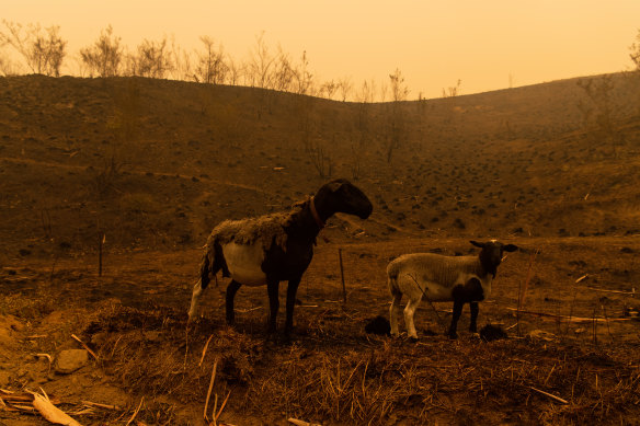 Livestock in Cobargo, NSW, which was devastated by bushfires last week.