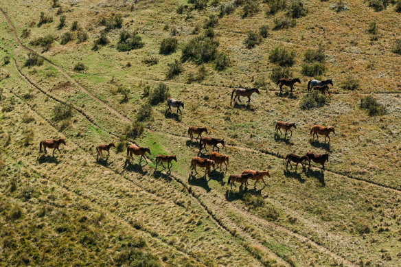 Brumby numbers in the Kosciuszko National Park have dropped for the first time in years. 