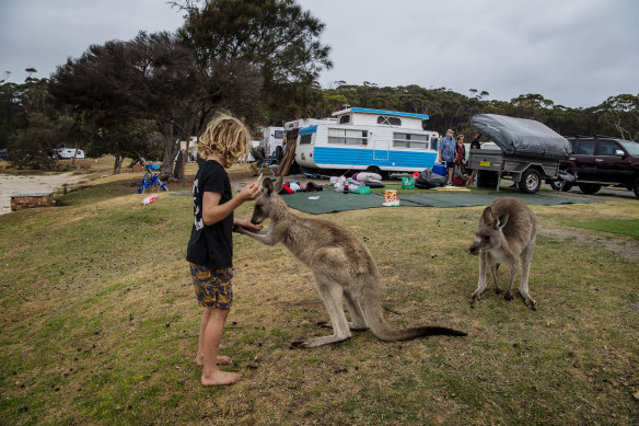 Miller plays with kangaroos at Merry Beach.