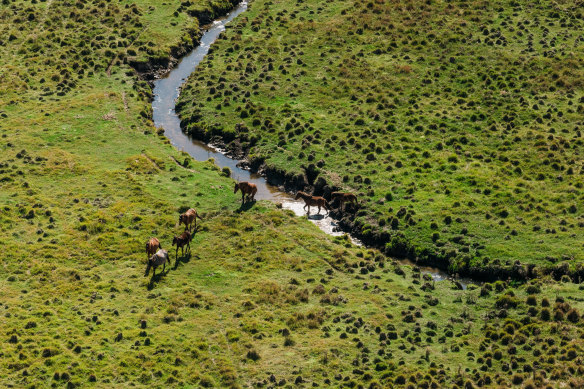 Brumbies in Kosciuszko National Park, as seen from a helicopter in April 2024.