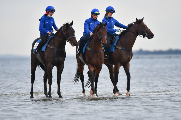 Ingratiating (far left) will race in the Manikato on Friday night.