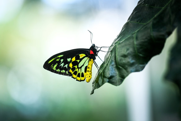 A Cairns Birdwing in the butterfly enclosure at Melbourne Zoo.