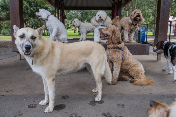 Experts have urged Sydney dog-owners to vaccinate their pets against leptospirosis.