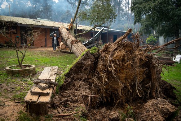 A massive uprooted tree in Woodend.