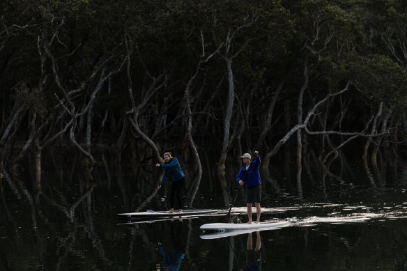 Paddleborders spotted down near Roseville Bridge on Sydney’s North Shore. 