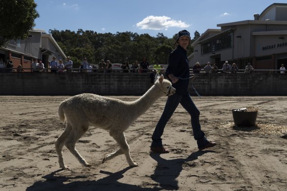 Alpaca herding was a challenge in the competition. 