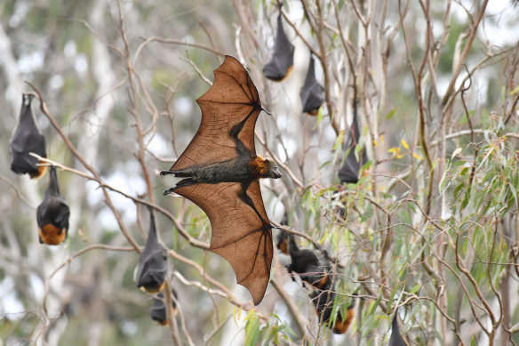 Bats at Yarra Bend on Tuesday.