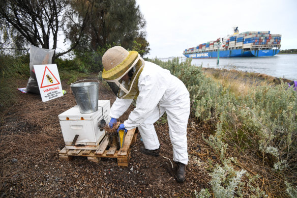 An Agriculture Victoria worker prepares to transfer bees into their new hive.