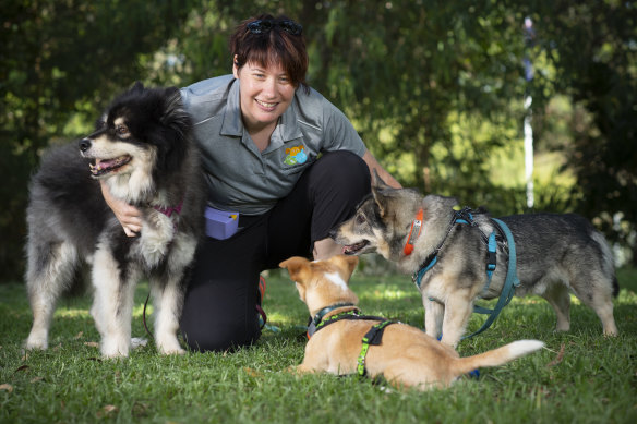 Researcher and dog trainer Melissa Starling with Kivi the Finnish lapphund (left), Kestral the Portuguese podengo and Erik the Tall, a Swedish vallhund.  