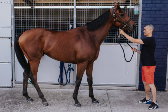 French raider Lazzat in his quarantine digs at Canterbury racecourse on Tuesday evening.