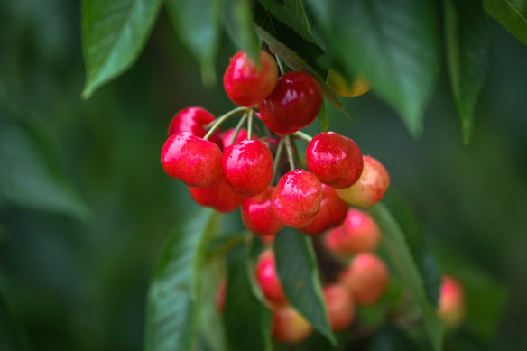 Stone fruit growers have been hoping for a break in the rain. 