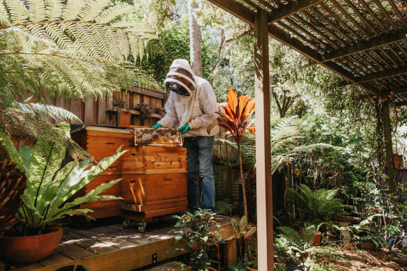 Rob Simms says his hives are five metres from his back door and he has never had a problem from the bees.