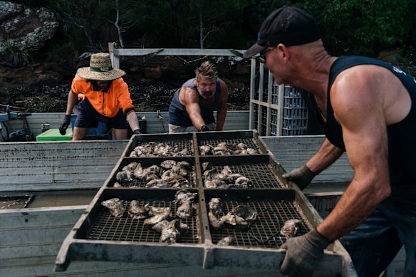 Peter O’Sullivan has spent every day since Tuesday trying to move his oysters further downstream
