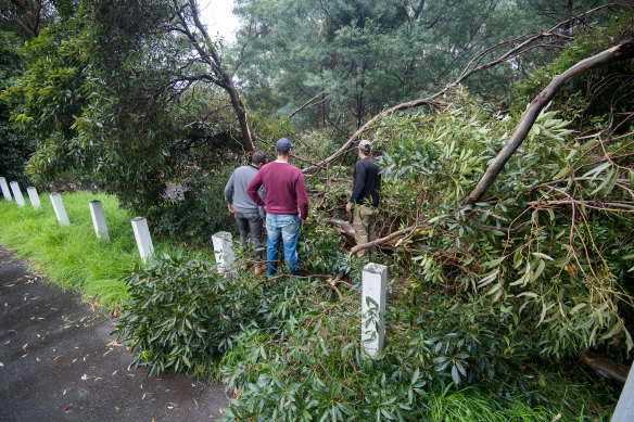 A beekeeper and council officers inspect the bees after the tree came crashing down on walkers.