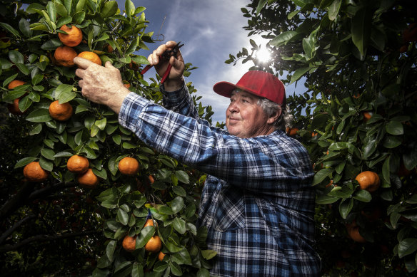Mandarin farmer Mark Watkins of Wisemans Ferry picks produce for delivery. 